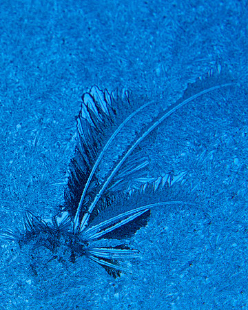Feather