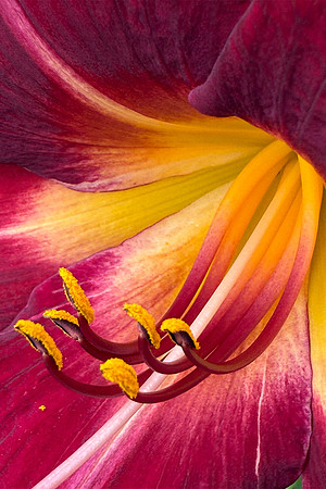 Daylily