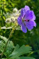 Bear Flower