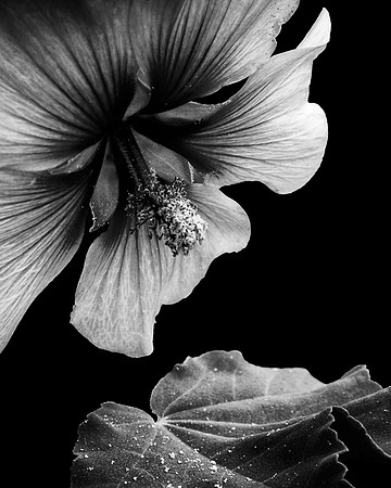 Mallow