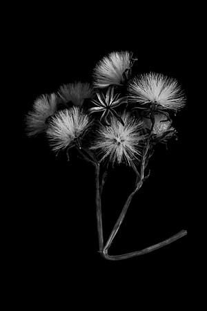 Some Kinda Weed