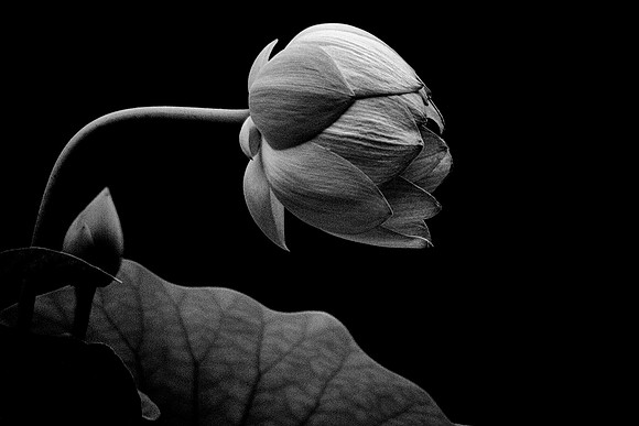 Water Lily