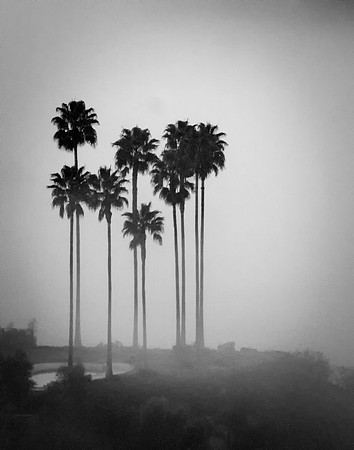 Foggy Palms