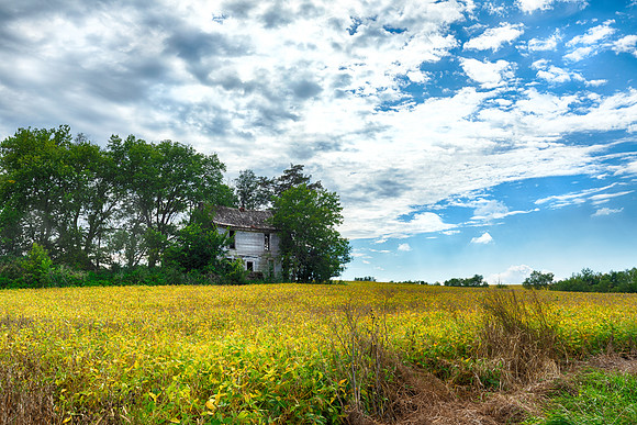 Soybean House