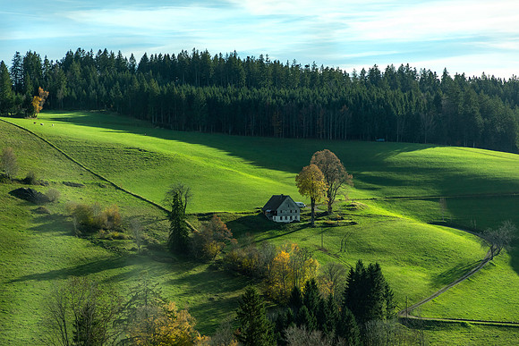 Black Forrest Farm
