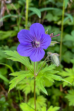 Geranium Erianthum