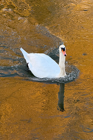 Rhine Goose