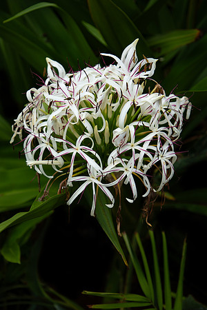 Spider Lily