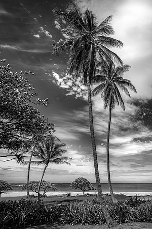 Two Palms
