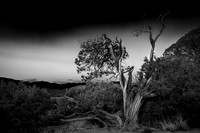 Black Canyon Juniper BW