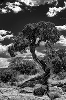 Twisted Juniper BW