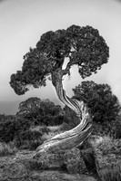 Black Canyon Pinyon-Juniper BW