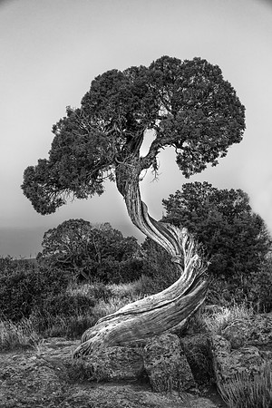 Black Canyon Pinyon-Juniper BW