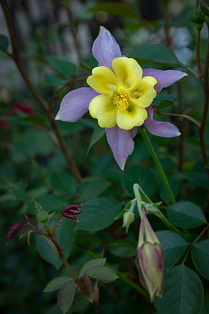 Yellow Columbine