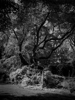 Tall Black Cherry Tree Sans Horse