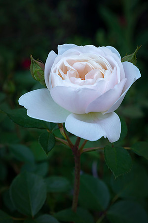 Desdemona