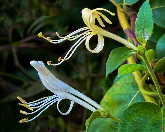 The Flower By The Gate