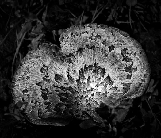 Dryad's Saddle BW