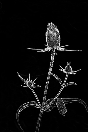 Graphic Thistle