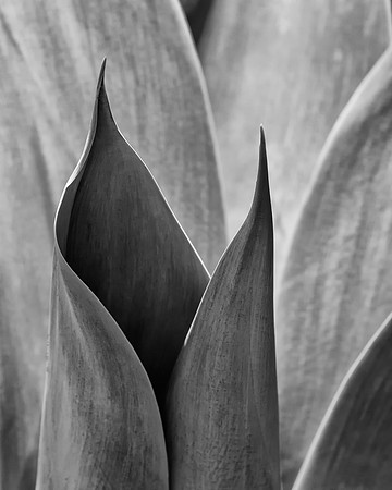Agave