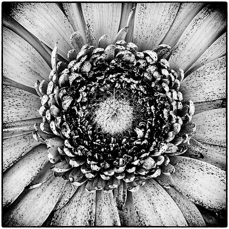 Gerbera Squared