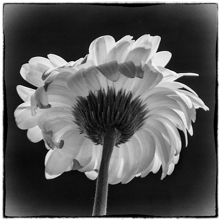 Gerbera Daisy