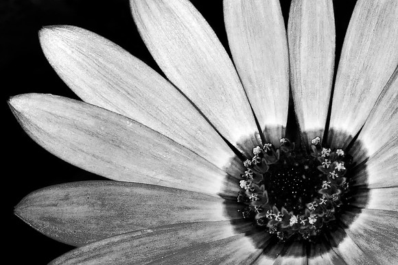 Osteospermum