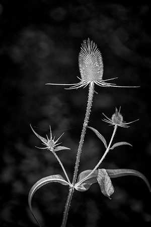 Prickly