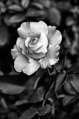 Secret Rose