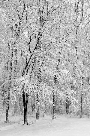 Trees in Snow