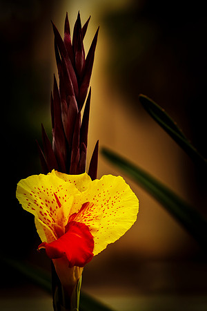 Canna Lily
