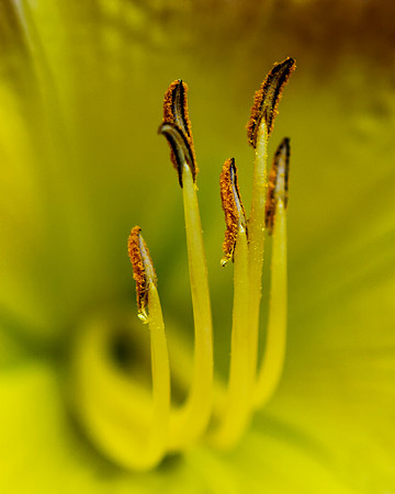 Daylily