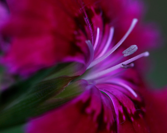Dianthus