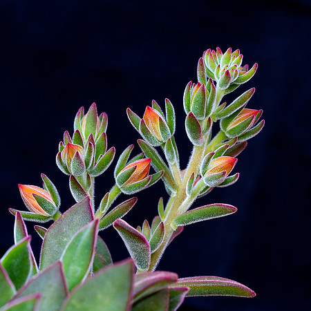 Echeveria