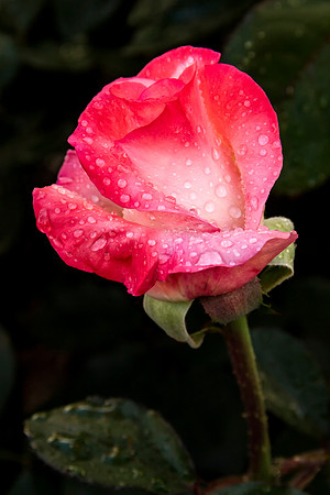 Gemini Dew