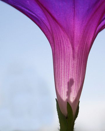 Grandpa Otts Morning Glory