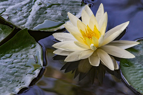 Huntington Lily
