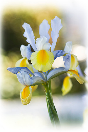 Single Iris