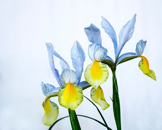 Iris Two