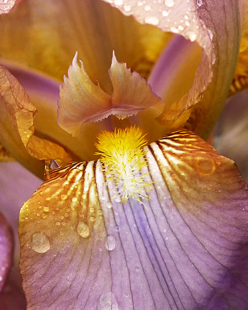 Iris