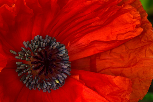 Poppy