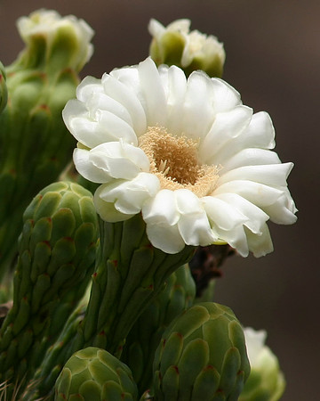 Saguaro First Bloom