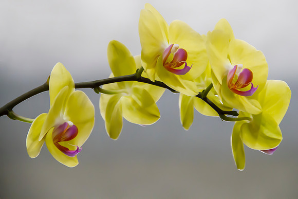 Silken Orchid