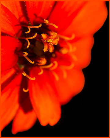 Study In Red