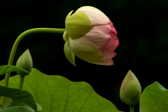 Water Lily