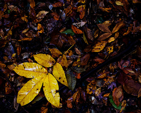 Fall Leaves