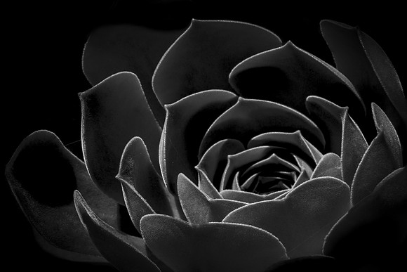 Mexican Rose
