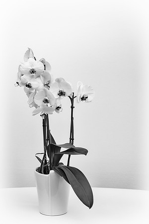 Kuekenhof Orchid