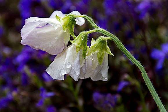 Sweet Pea