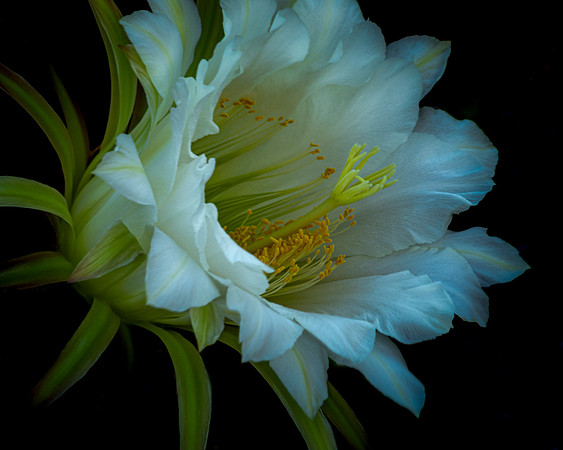 Queen of the Night